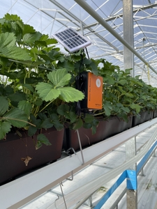 Revolutionising fruit & vegetable growing in the UK and beyond: The power of Precision Pollination 