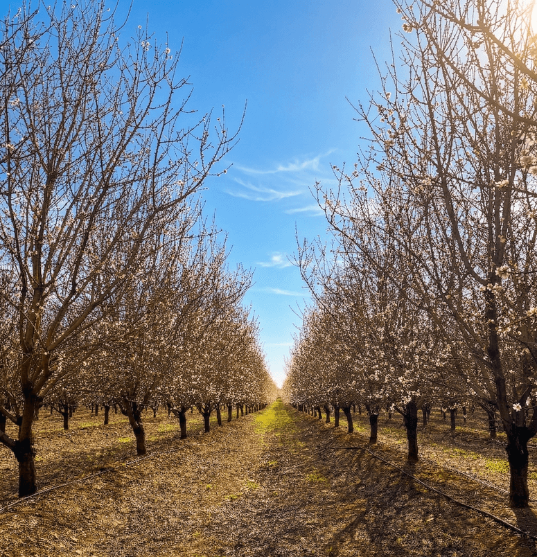 International food group Importaco partners with AgriSound on regenerative almond farming project