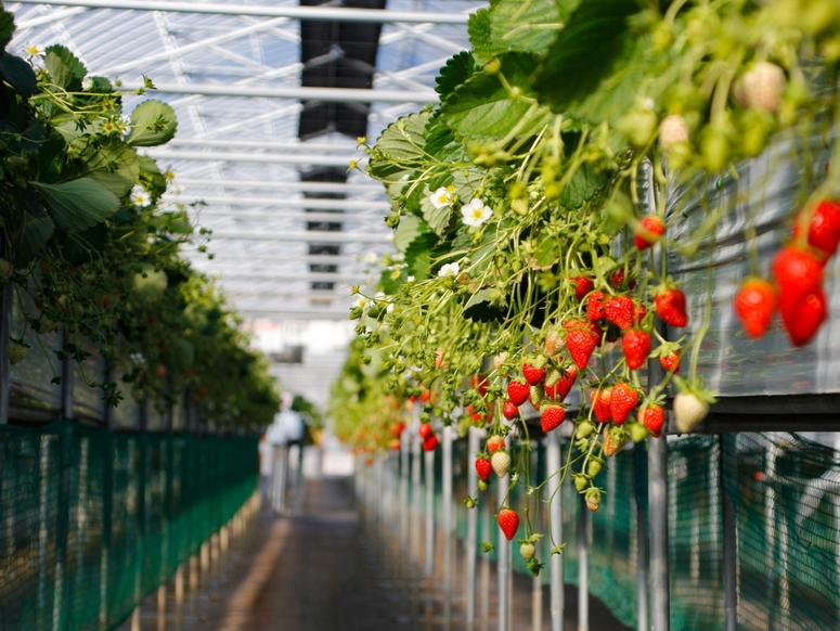 Enhancing fruit production with precision pollination in the soft fruit sector – Dyson Farming