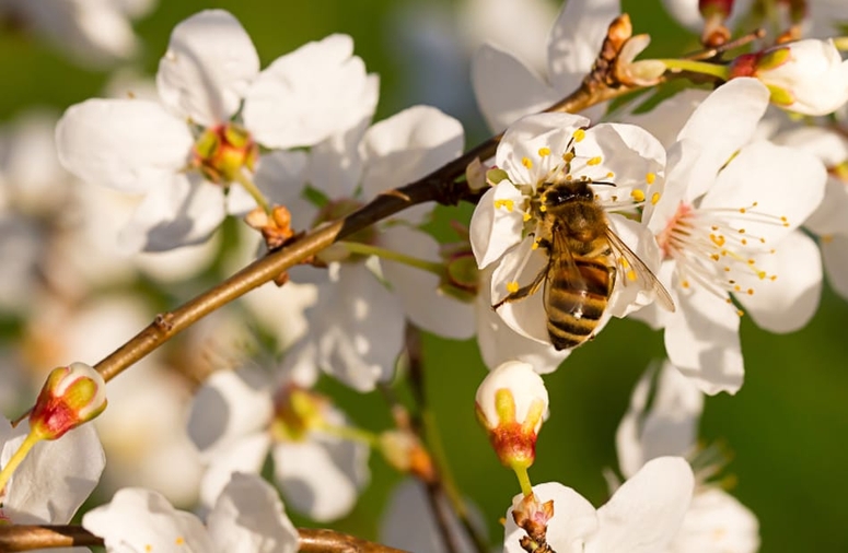 The importance of the honey bee as a pollinator