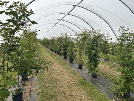 AgriSound, JHI and HSS Launch Precision Pollination Project to Accelerate Breeding and Boost Productivity in UK Fruit Production