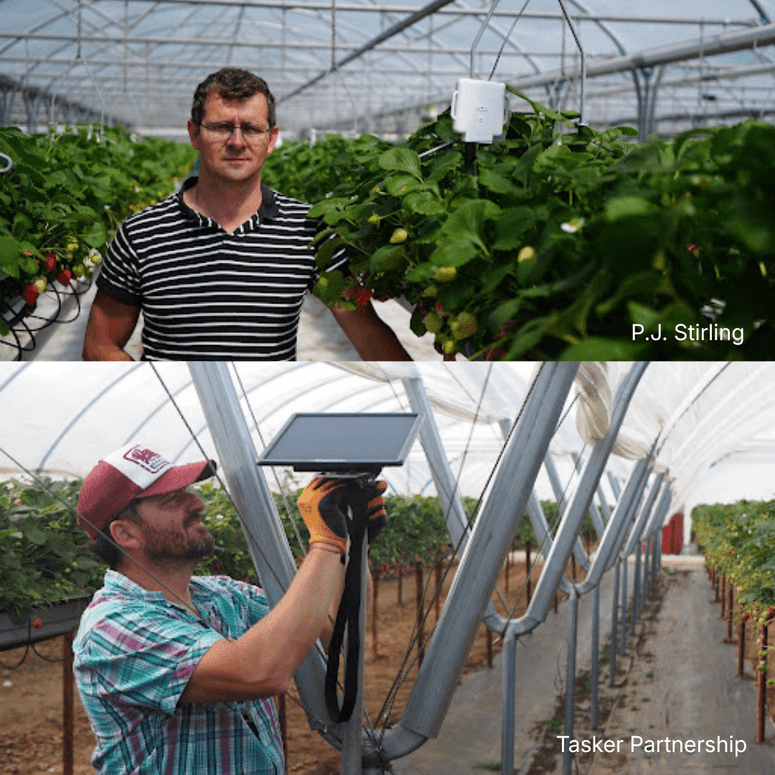 AgriSound and UK Berry Growers Launch ADOPT Smart Pollination Project