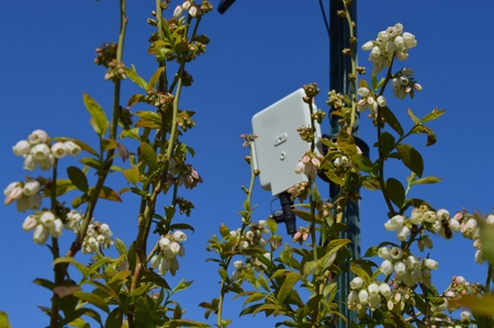 British Sugar partners with AgriSound to launch pioneering pollinator monitoring project